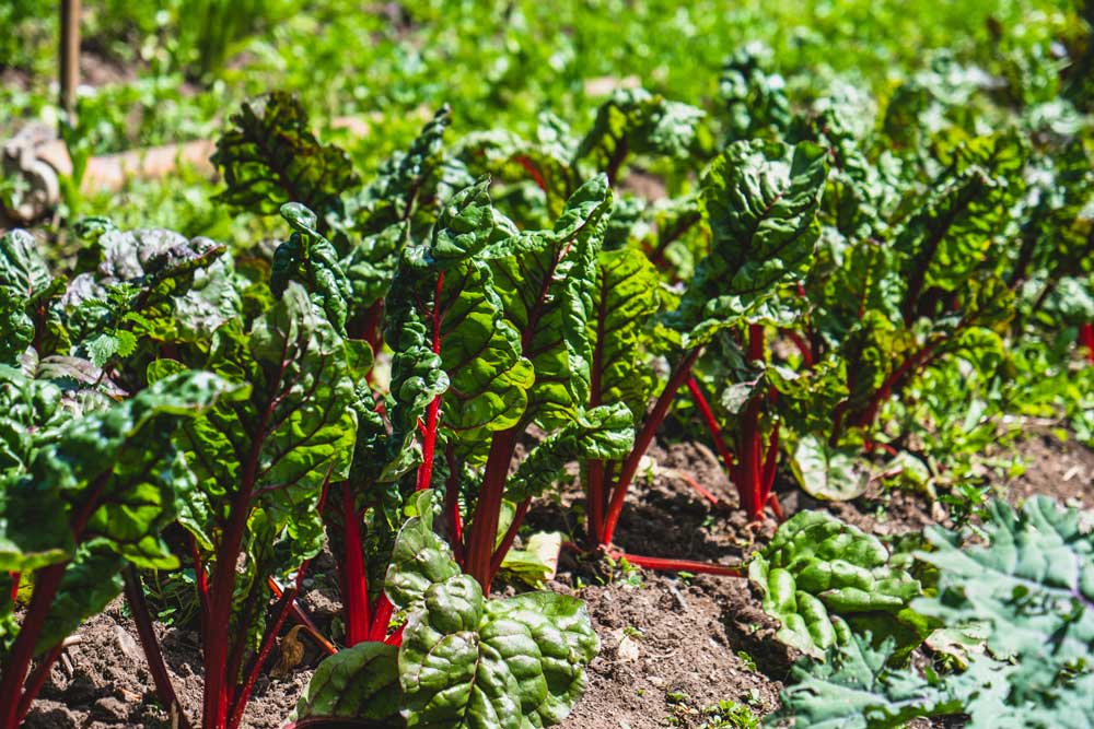 Beets growing in garden.