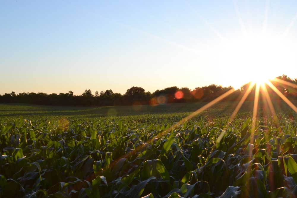 Field of crop under the morning sun.