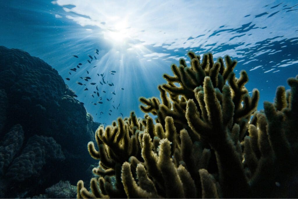ocean reef underwater