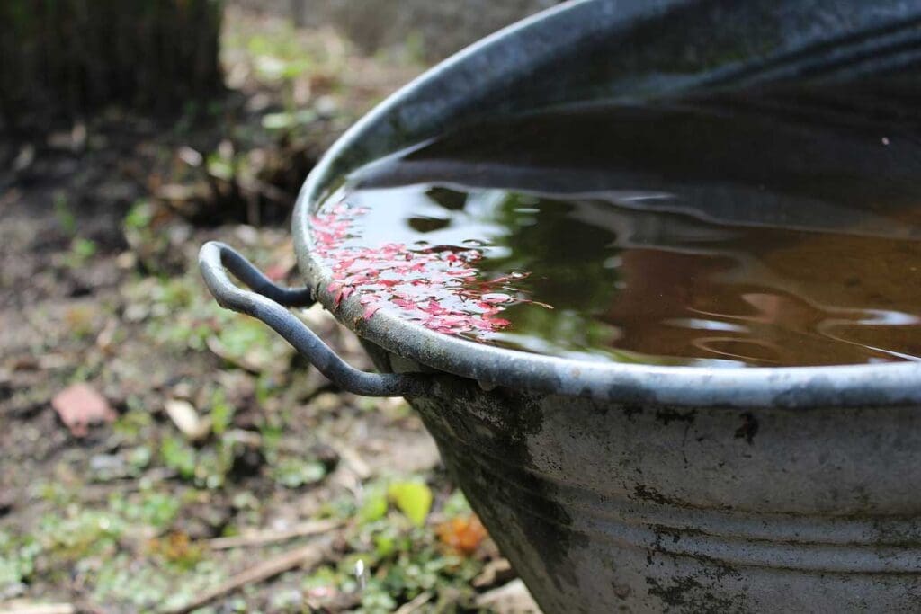 A bucket filled with rainwater is sitting on the ground.
