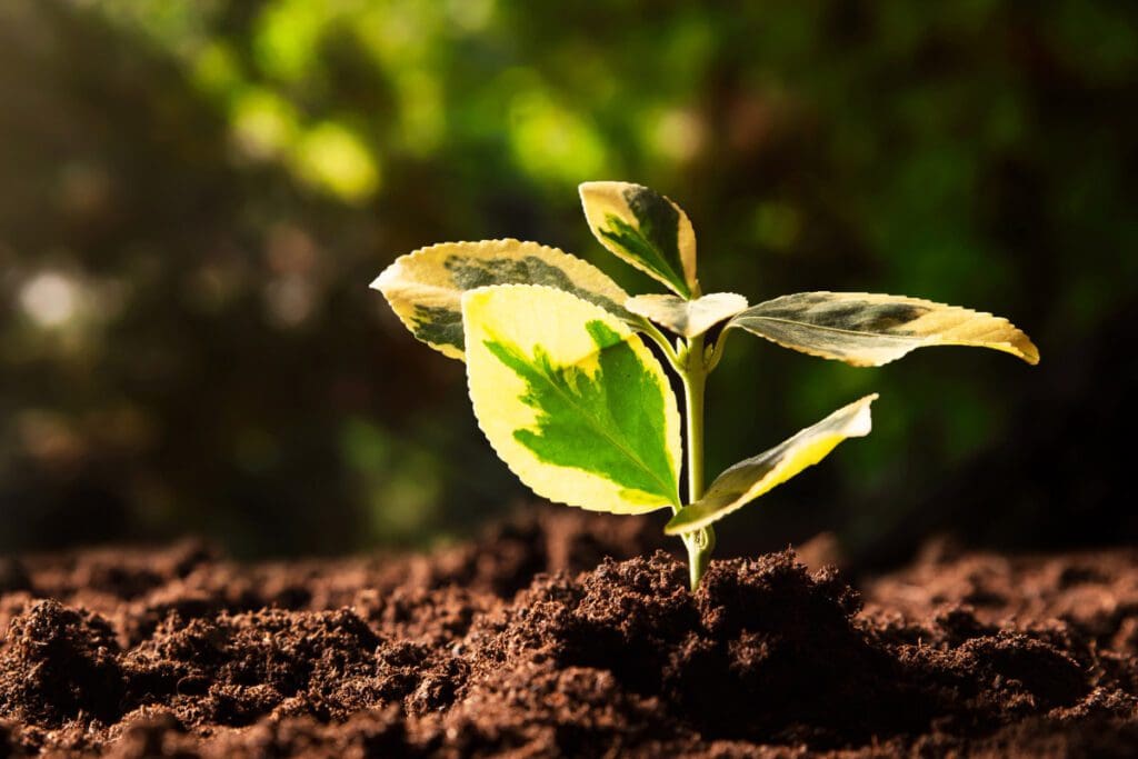 A young plant growing out of the ground