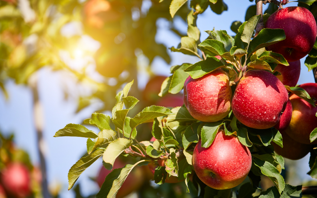 Apples on the vine