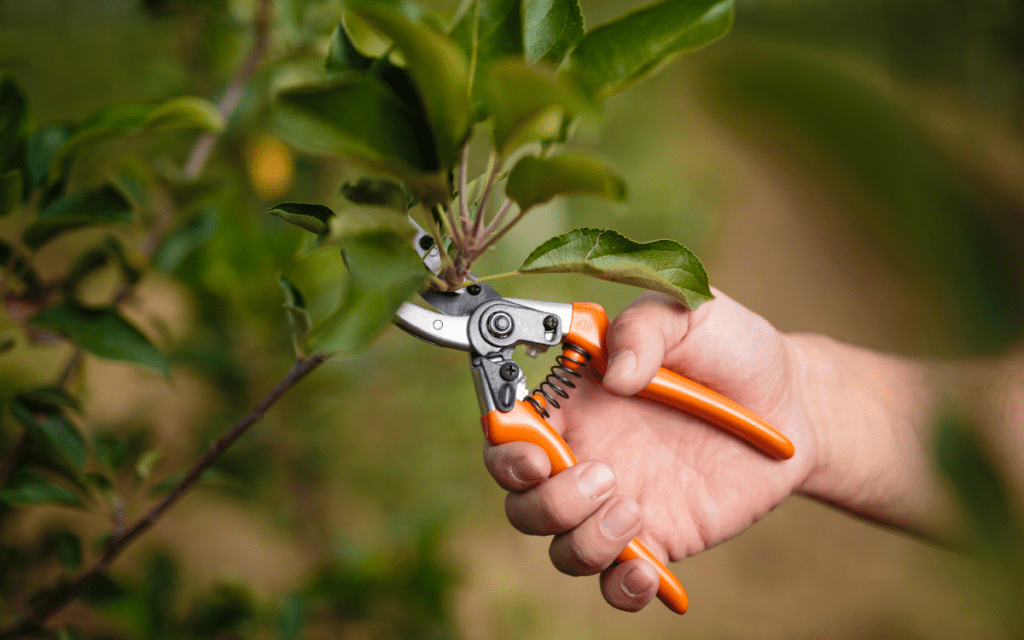 Pruning tree