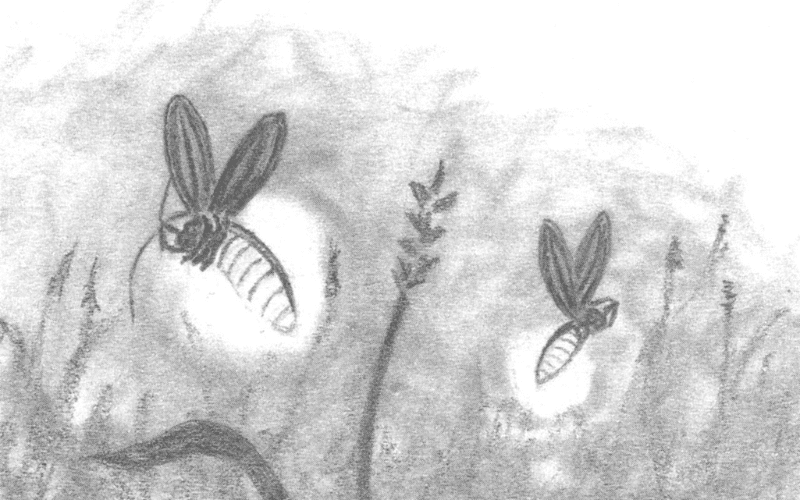 Illustration of fireflies in the night.