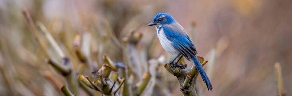 Blue and white bird sitting on brush