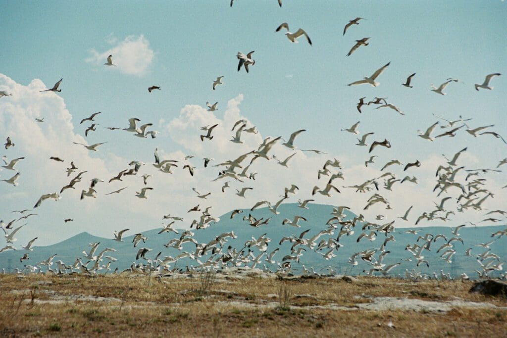 Flock of birds flying near the ground