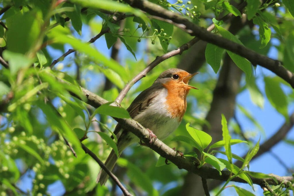 orange and grey bird in a tree