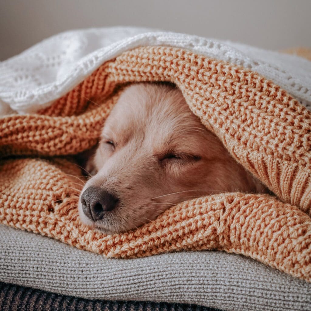 A sleepy puppy lies wrapped in a warm blanket, with its face peeking out.