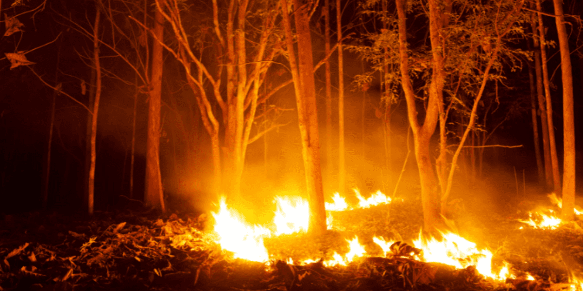 A wildfire burns through a forest, with flames illuminating the trees and smoke rising into the night sky, emphasizing the dire need for climate action, as highlighted in the Climate-Change_Theme-Blog_Fire.