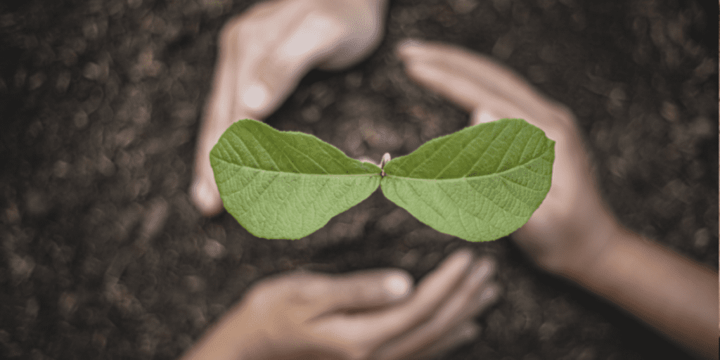 Hands surround a plant in the soil.