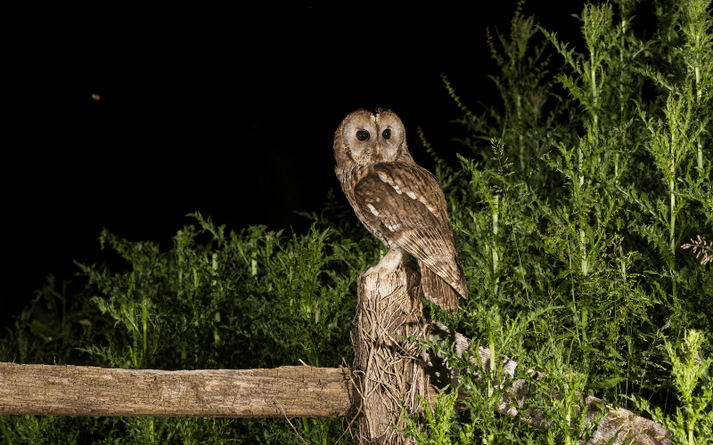 Owl on a fence at night.