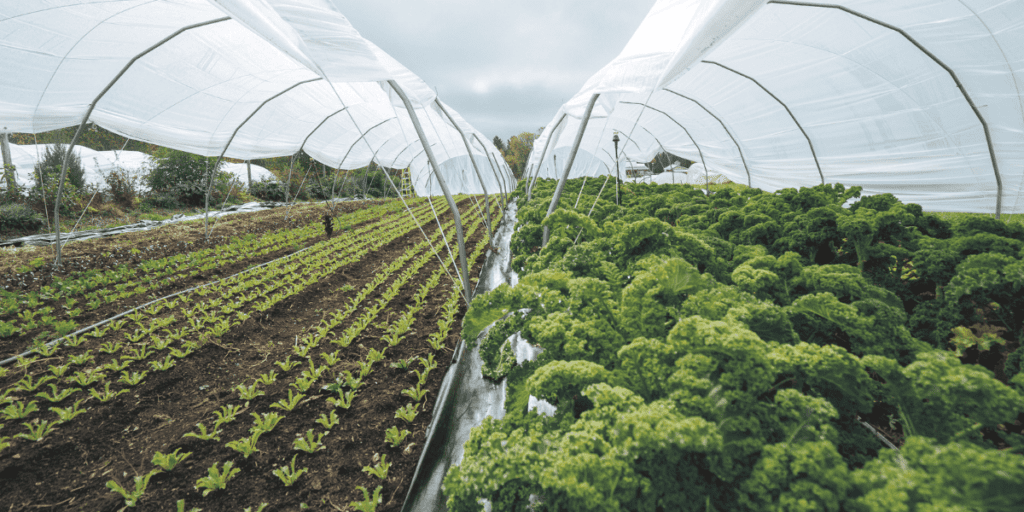 Rows of green leafy vegetables thrive inside transparent greenhouse tunnels, a testament to winter farming techniques that effectively protect crops using simple shelters.