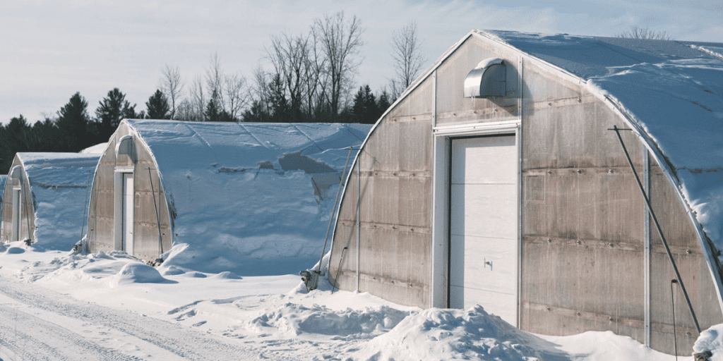 Snow-covered greenhouses, acting as simple shelters, stand with closed doors on a sunny winter day, protecting crops.