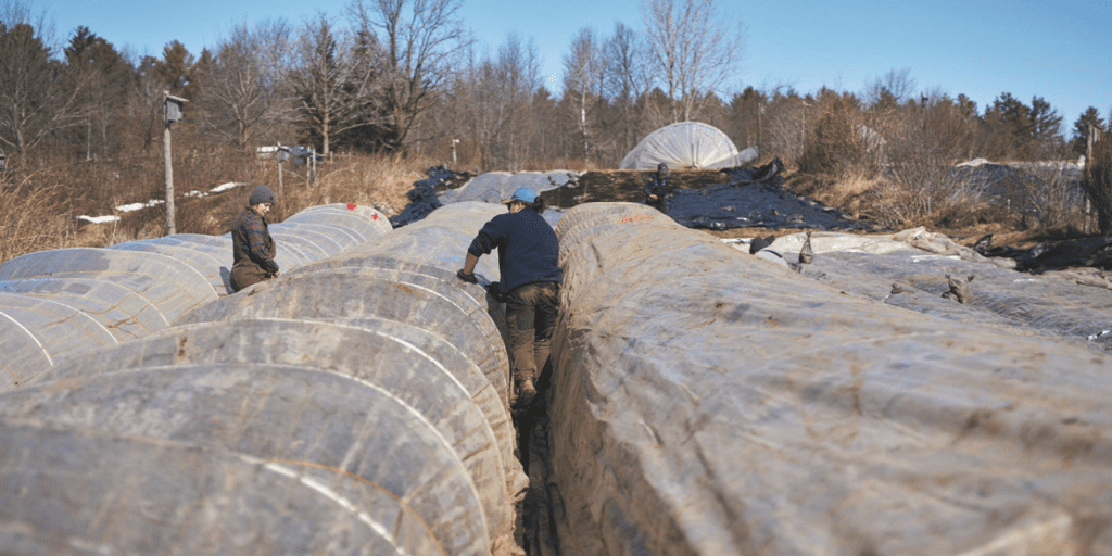 Two people working outdoors between rows of transparent covered structures on a farm, utilizing simple shelters to protect crops during winter farming.