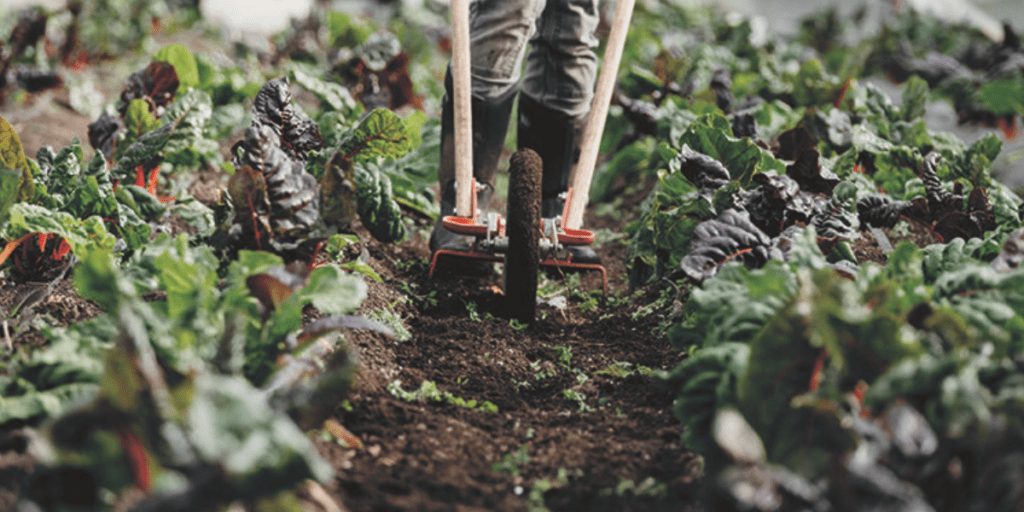Person using a wheel hoe to cultivate soil between rows of leafy green plants in a garden, ensuring proper aeration to protect crops and support their healthy growth.