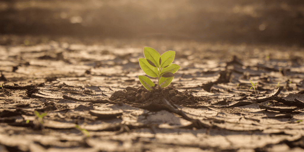 A small plant, symbolizing a better future, grows in dry, cracked soil under sunlight.