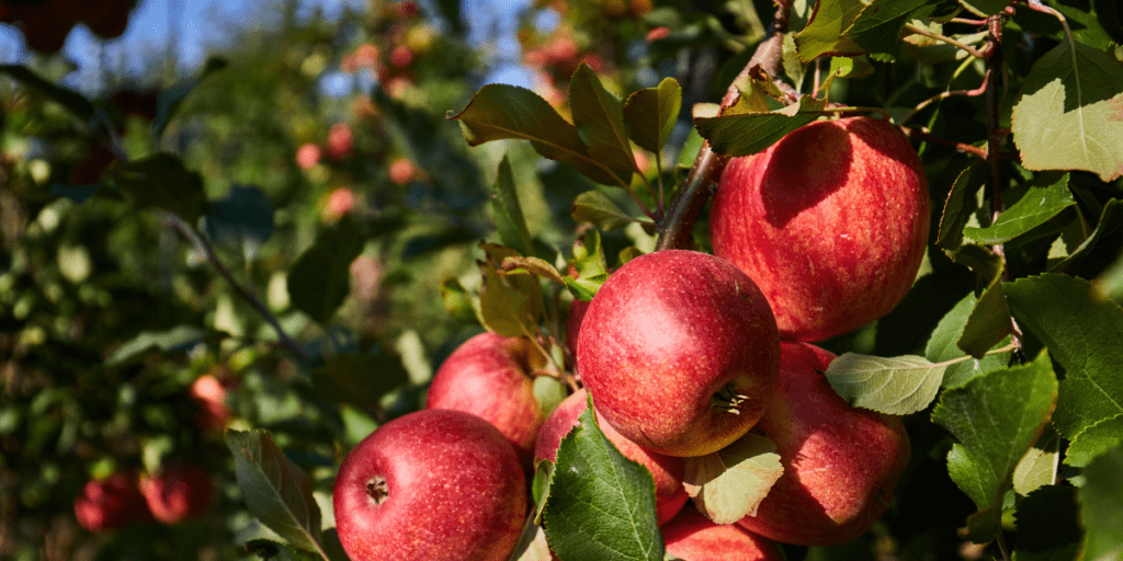 Red apples hanging on a tree branch.