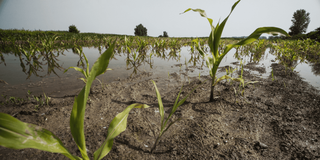 A flooded cornfield with young plants partially submerged in water.
