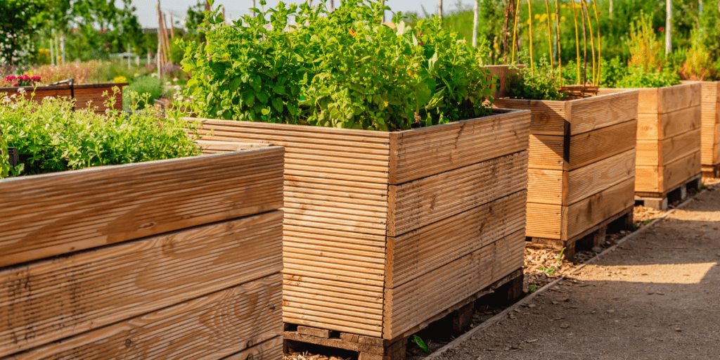 Wooden raised planters with lush green plants thrive resiliently on a sunny day in a garden.