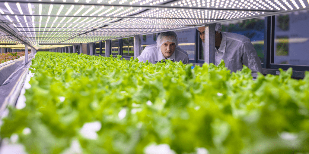 Scientists meticulously inspect leafy greens.
