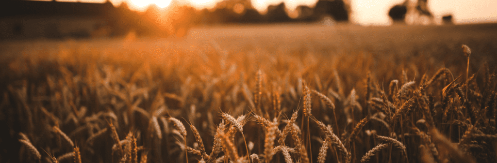 Golden wheat field at sunset.