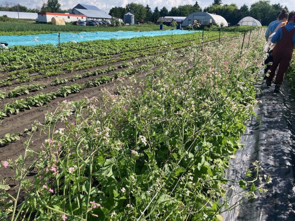 In a sunny farm field, rows of seed crops flourish, extending towards the horizon, while greenhouses in the background nurture a thriving market garden.