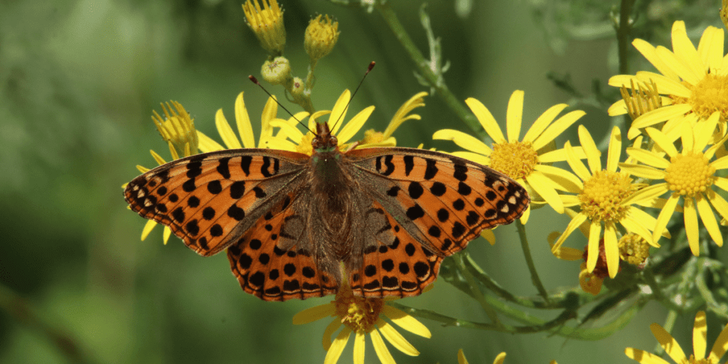 A vibrant orange butterfly with black spots flutters gracefully among yellow flowers, embodying a natural harmony akin to sustainability efforts seen even in bustling cities like Frankfurt.