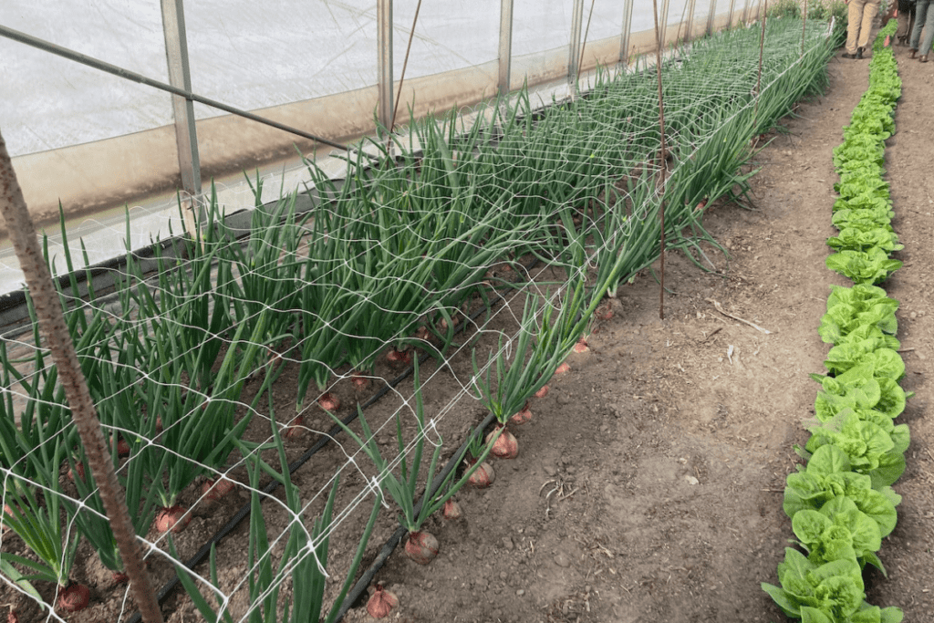 Rows of green onions and lettuce thrive in a market garden greenhouse, supported by netting to ensure optimal growth.