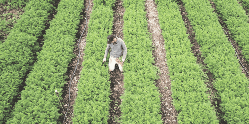 A person walking between rows of lush, green crops on the farm, soaking up essential lessons from nature's classroom in a neatly organized field.
