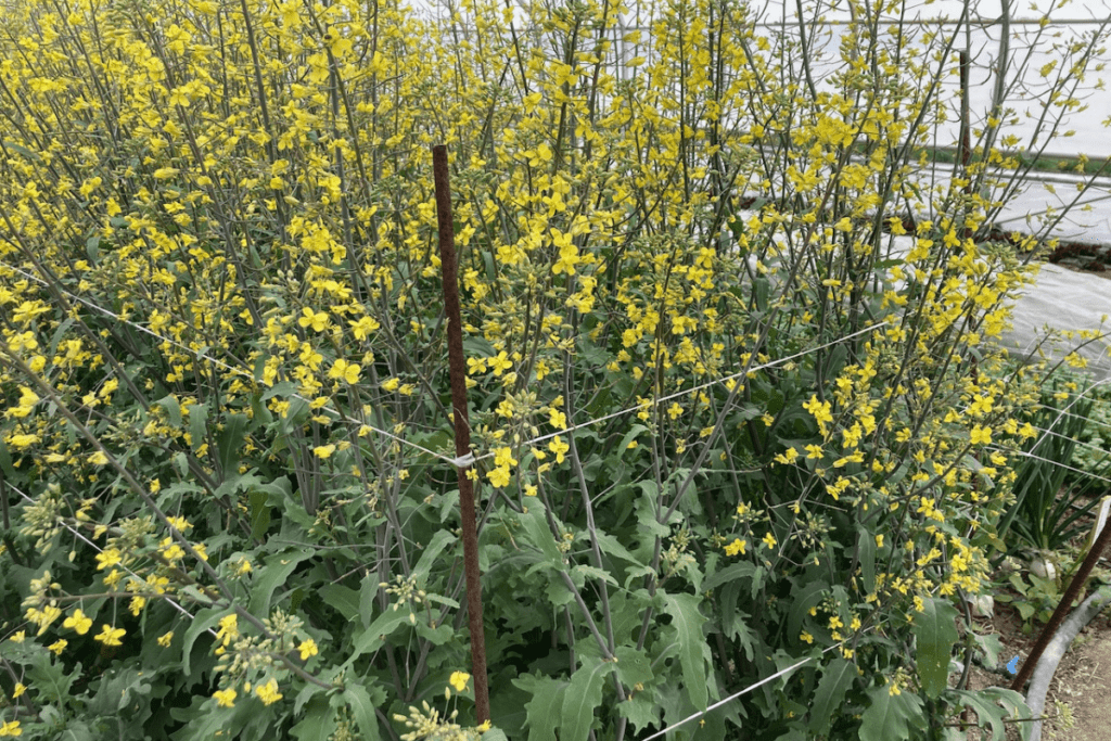 Tall green plants used in market gardening, adorned with small yellow flowers, are supported by metal rods and strings.