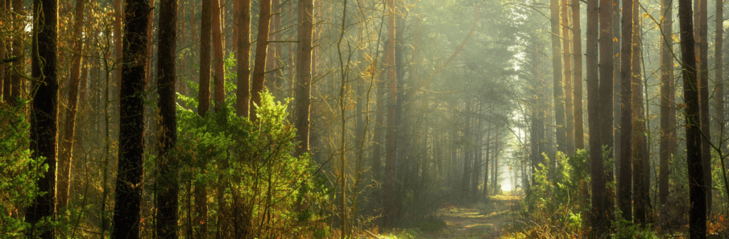 Sunlit path in Forever Forest surrounded by tall trees and lush greenery.