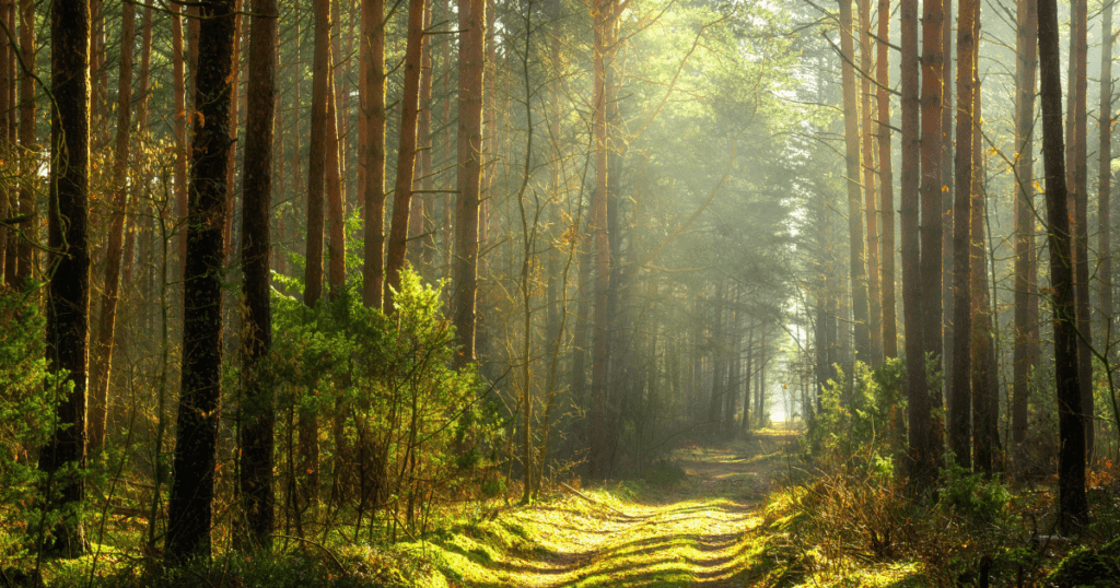 Sunlit Forever Forest path with tall trees and lush greenery on either side.