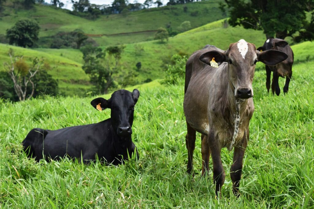 Cows resting and grazing on a lush, green hillside contribute to a healthy planet, demonstrating the harmony of nature's food system.