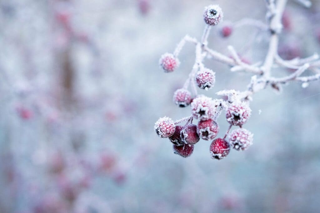 Frost-covered red berries on a branch shimmer with frozen light against a blurred wintery background.