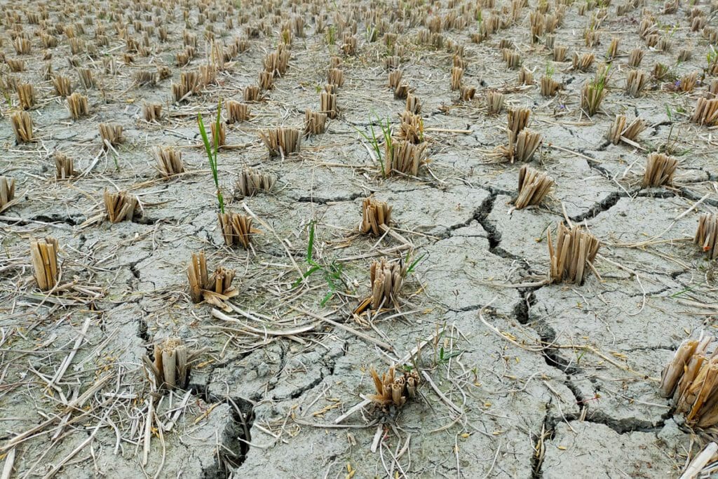 Parched field with cracked soil and stubble remnants from harvested crops, highlighting the challenges facing our planet's food system.