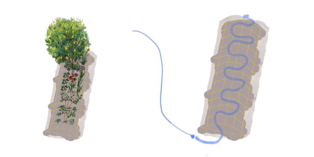 Two illustrated concepts of an edible laneway. On the left, the trees and plants thrive, and on the right, the watering hose for irrigation.