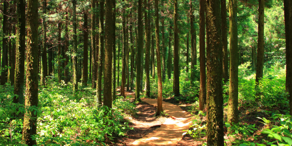 A sunny forest trail at The Commons, surrounded by tall, lush green trees and bushes.