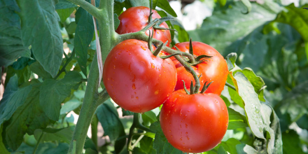 Ripe tomatoes with water droplets, hanging on a vine in a sustainable food plan garden.