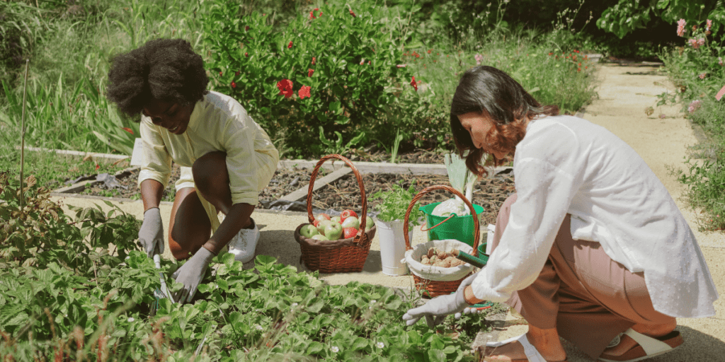 Two people gardening, picking strawberries, with baskets of apples in a simplified setting.