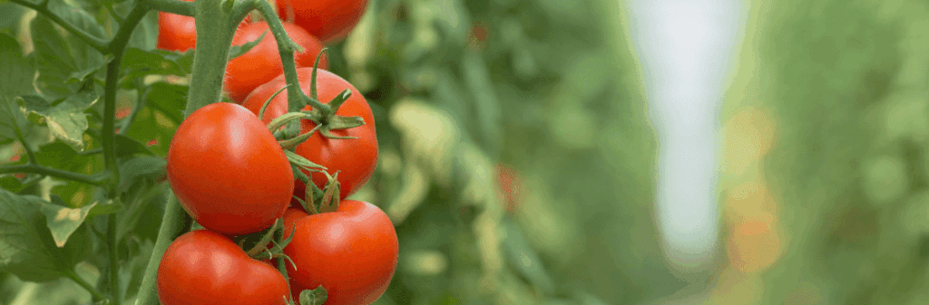 Cluster of ripe red tomatoes growing on a vine, free from common tomato pests, in a green garden.