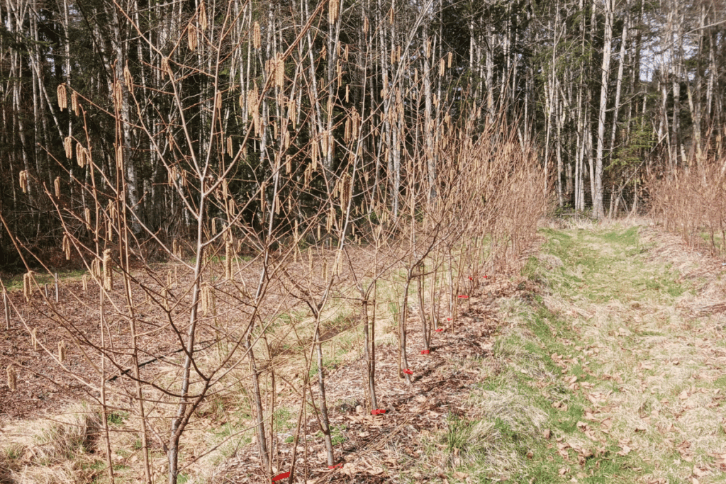 Rows of young leafless trees for food security, red markers beside a grassy path, forest in background.