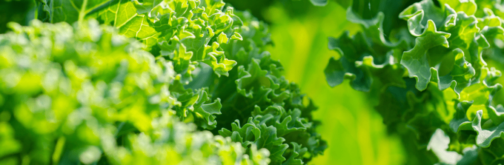 Close-up of vibrant green kale leaves basking in the garden sunlight.