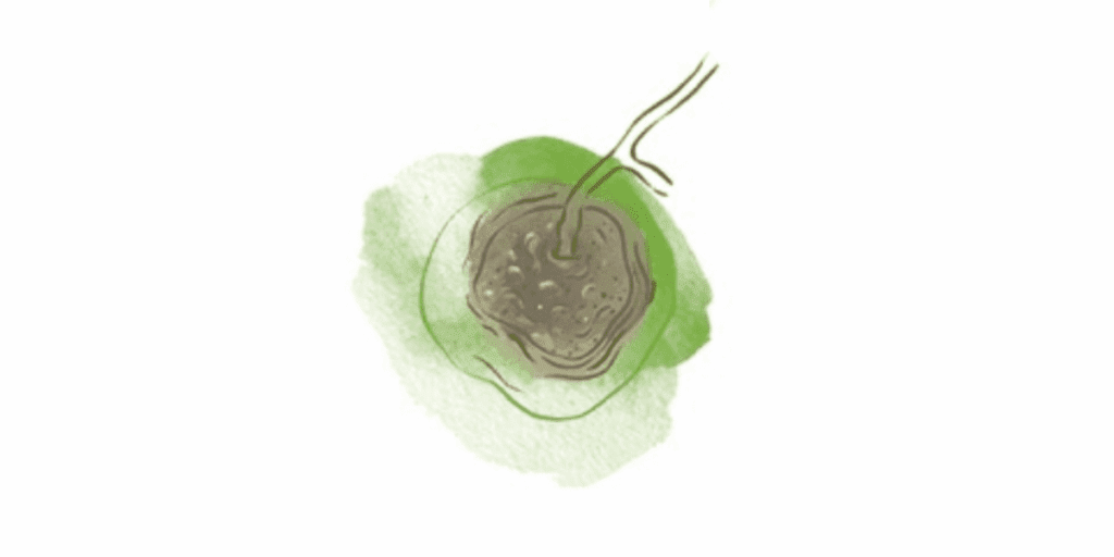 Watercolor of a brown root vegetable, evoking common tomato diseases, on green wash background.