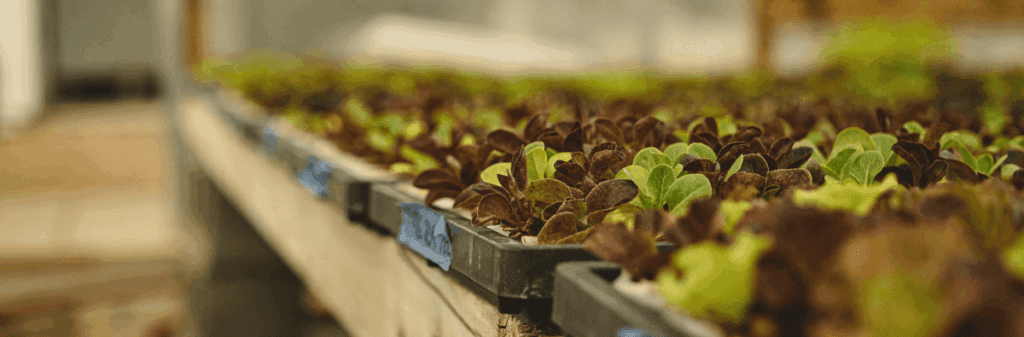 Seedlings growing in trays on a greenhouse table, showcasing the Market Gardener’s guide.