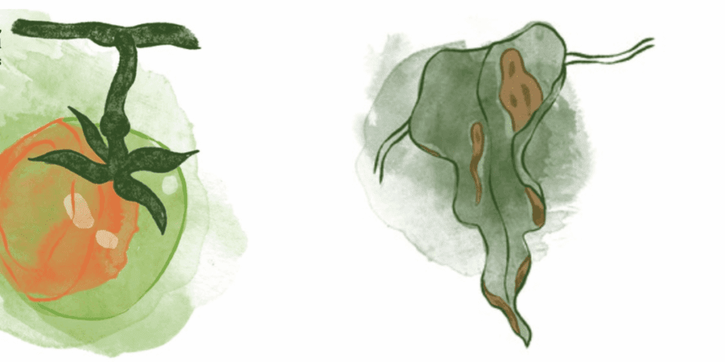 Watercolor drawings of a vine tomato and a wilted leaf show common tomato diseases.