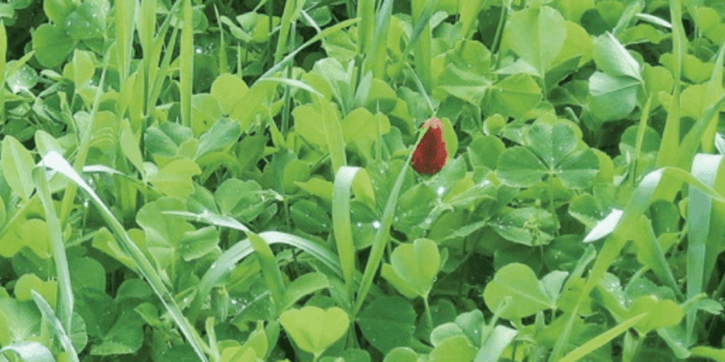 A single red flower bud among green leaves and grass thrives year-round.