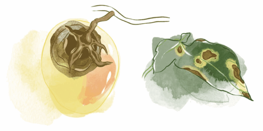 Illustration of a yellow fruit and green leaf with dark spots, both showing tomato diseases.