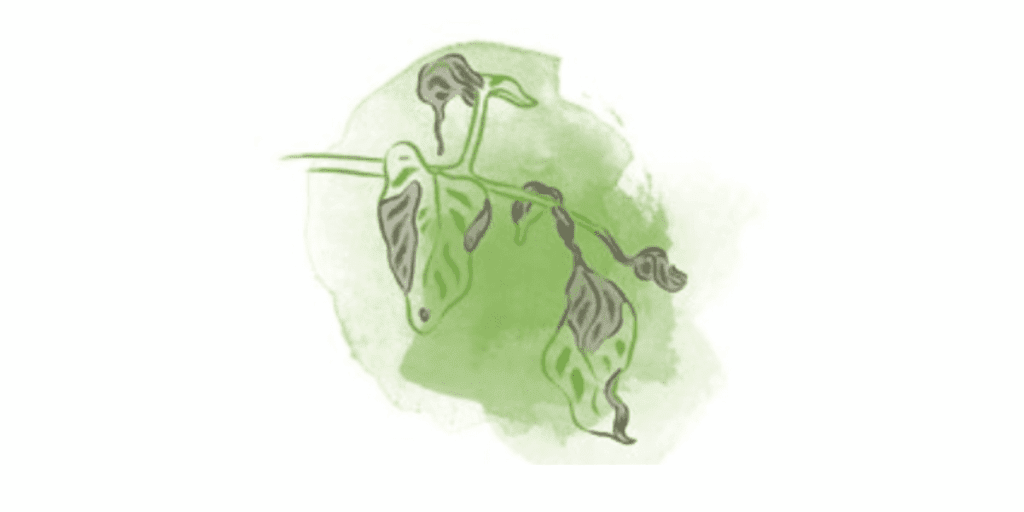 Illustration of wilted green leaves, a common sign of tomato diseases, with a soft green background.