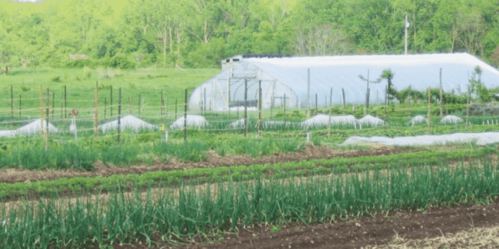 Rows of crops grow before a white greenhouse, aiding year-round food storage on a green, rural farm.