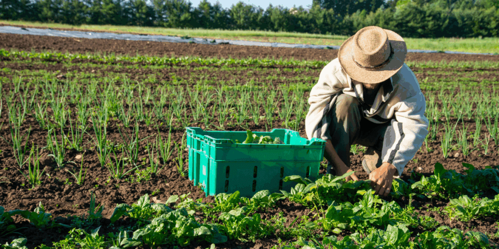 Person in a straw hat harvesting greens for year-round food beside a green plastic crate.
